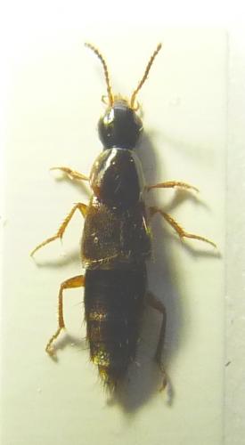 Réf. 224 143 : Quedius sp.